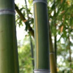 Bambu Phyllostachys viridis h.